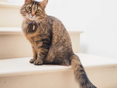 Pamuk