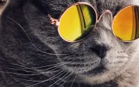 Kedinizin Tüyü Neden Dökülüyor? 7 Neden ve Çözüm