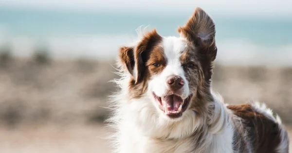 Yavru Köpek Eğitiminde İlk 30 Gün Rehberi