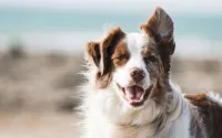 Yavru Köpek Eğitiminde İlk 30 Gün Rehberi